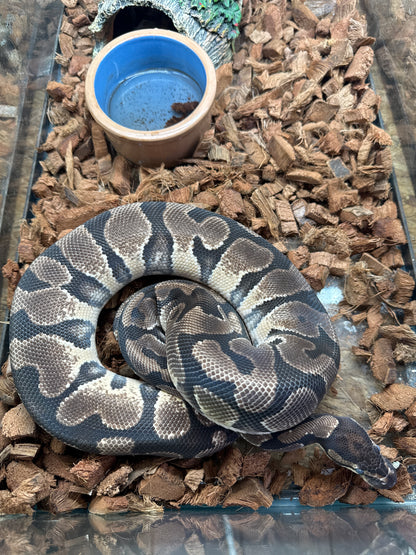 Hidden Gene Woma Yellowbelly/Gravel Ball Python