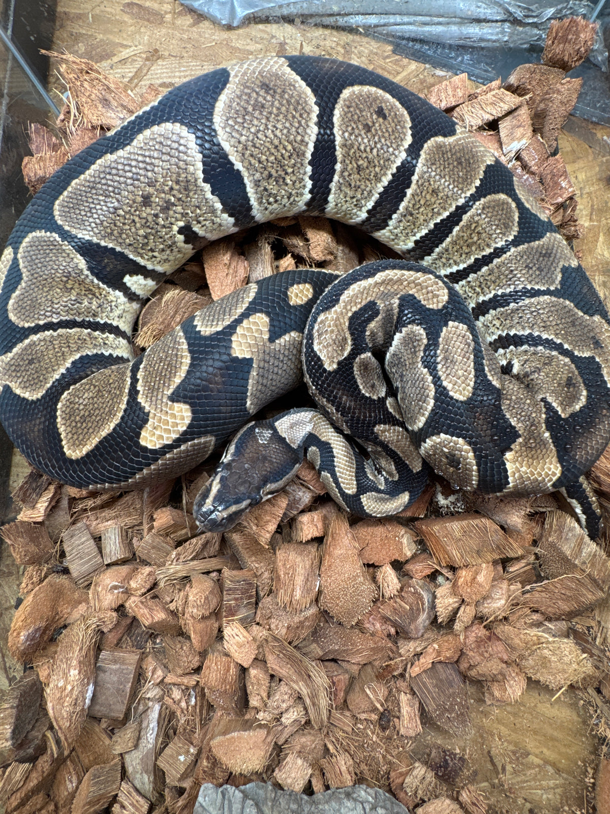 Enchi