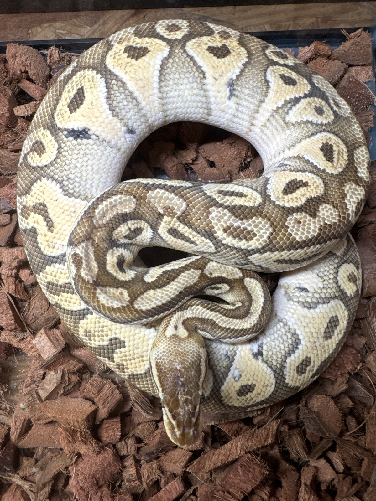 Pastel Mojave