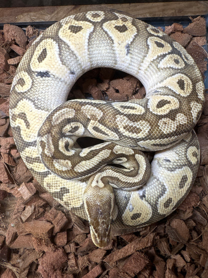 Pastel Mojave