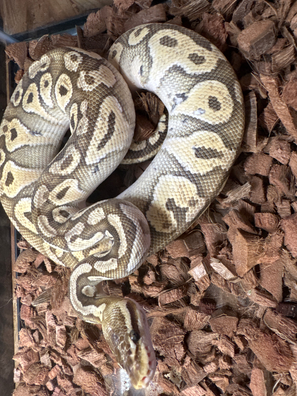 Pastel Mojave