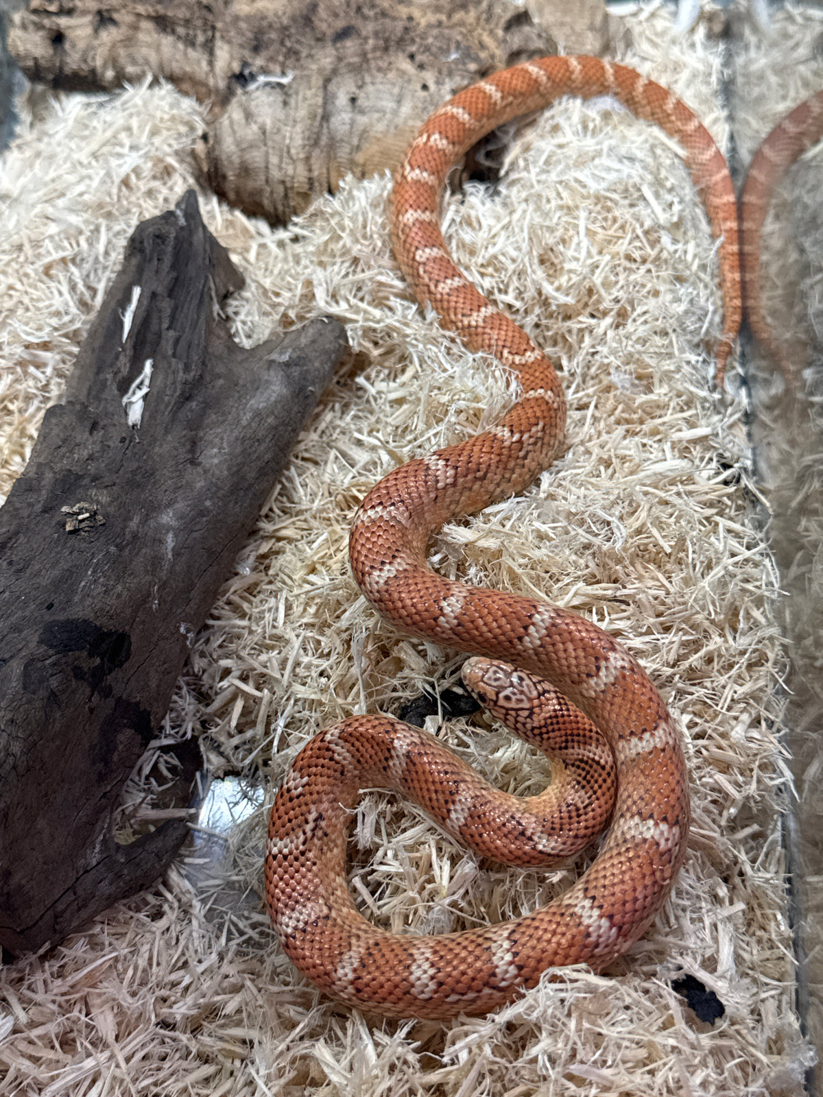 Red Hypo Erythristic Kingsnake