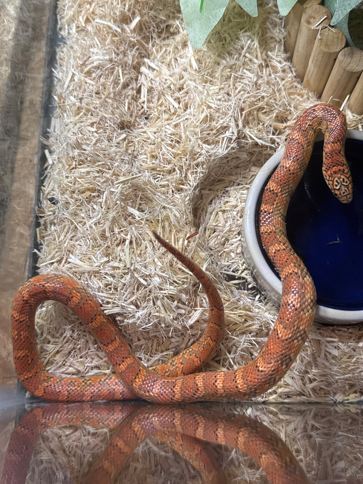 Red Hypo Erythristic Kingsnake