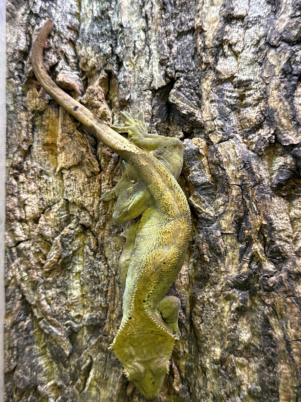 Harlequin Crested Gecko