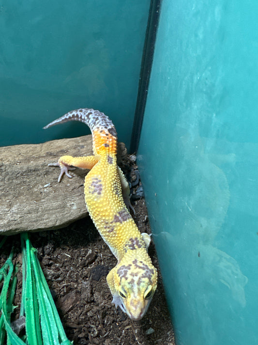 Albino Leopard Gecko