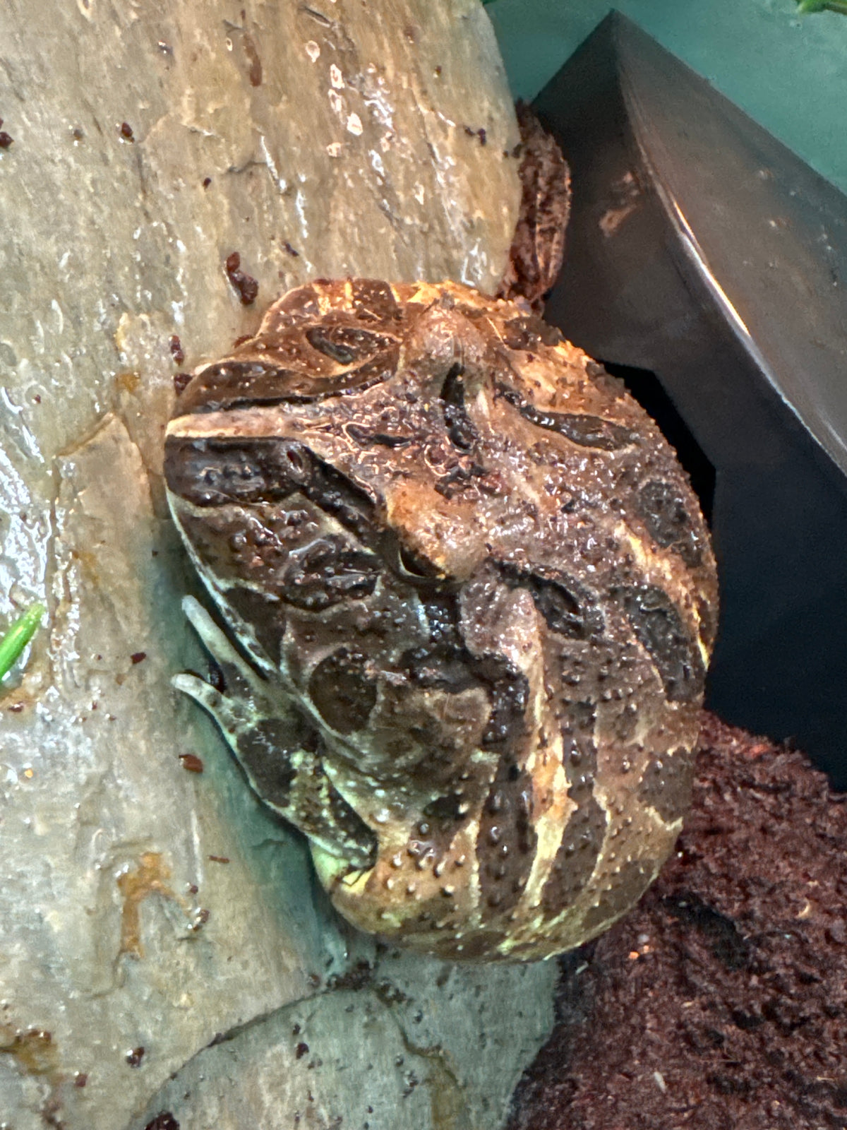 Pac-Man Frog – Camo Morph