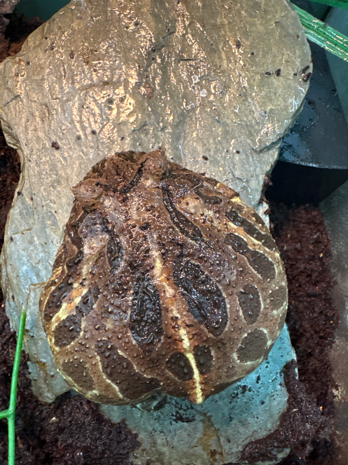 Pac-Man Frog – Camo Morph