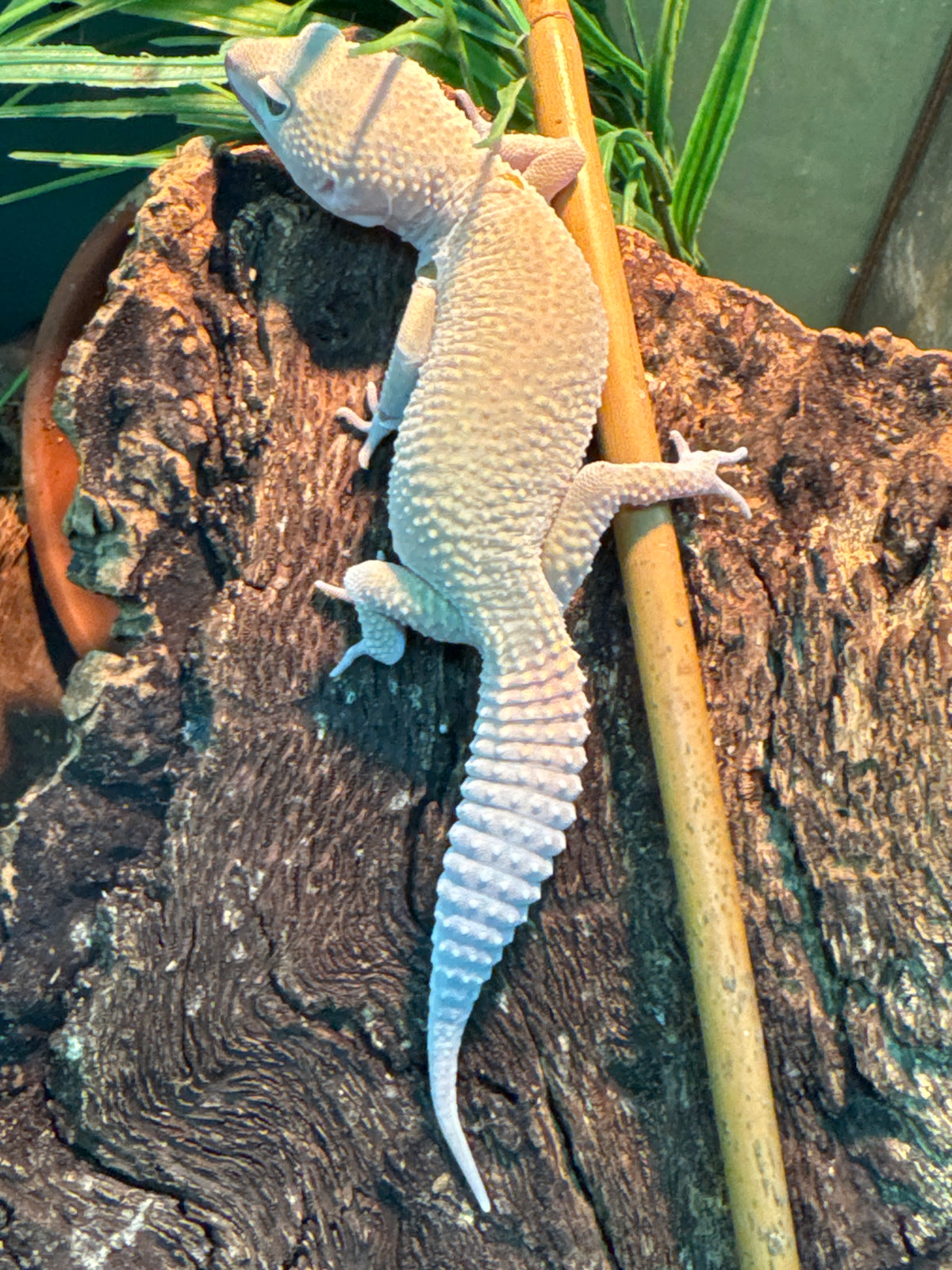 Murphy Patternless Leopard Gecko