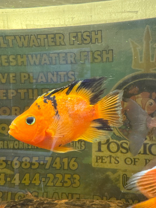 Tiger Parrot Cichlid – Beautiful Pattern & Color