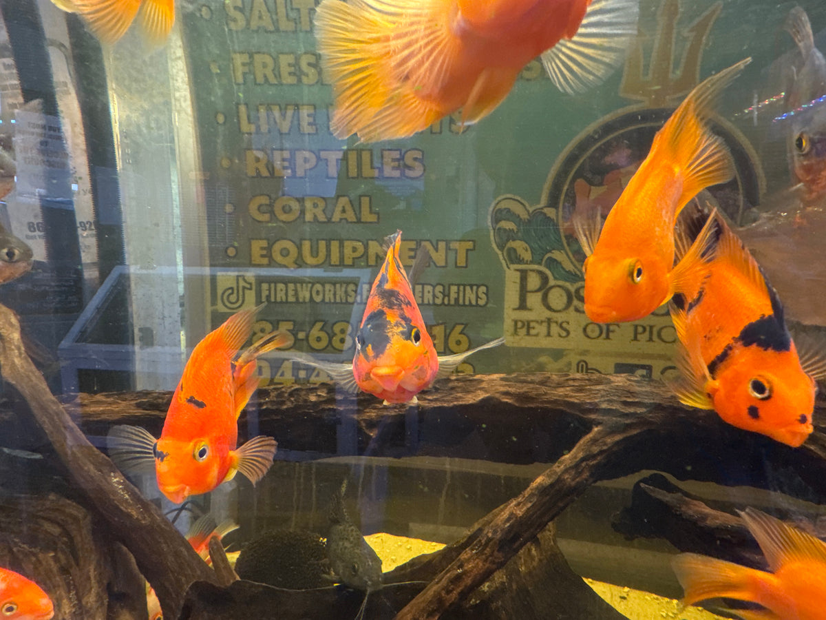 Tiger Parrot Cichlid – Beautiful Pattern & Color
