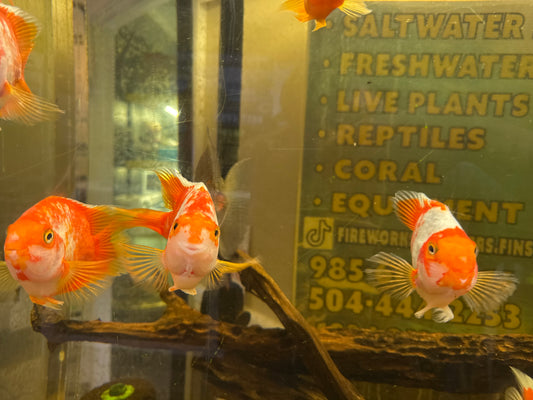 Jumbo Koi Parrot Cichlid – Large Premium Color