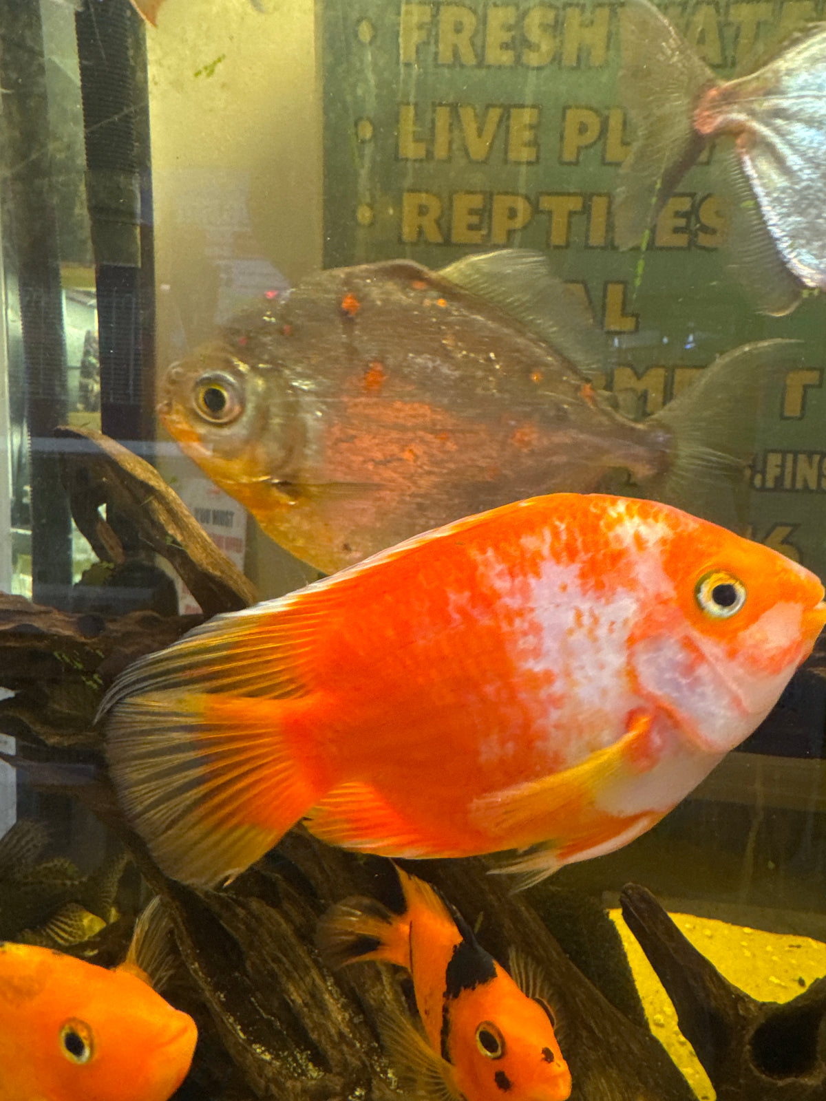 Jumbo Koi Parrot Cichlid – Large Premium Color