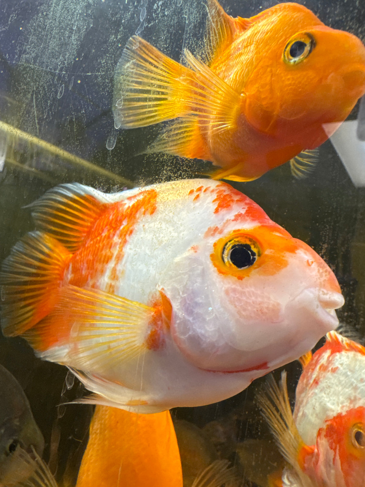 Jumbo Koi Parrot Cichlid – Large Premium Color