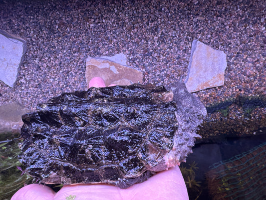 Mata Mata Turtle (Chelus sp.)