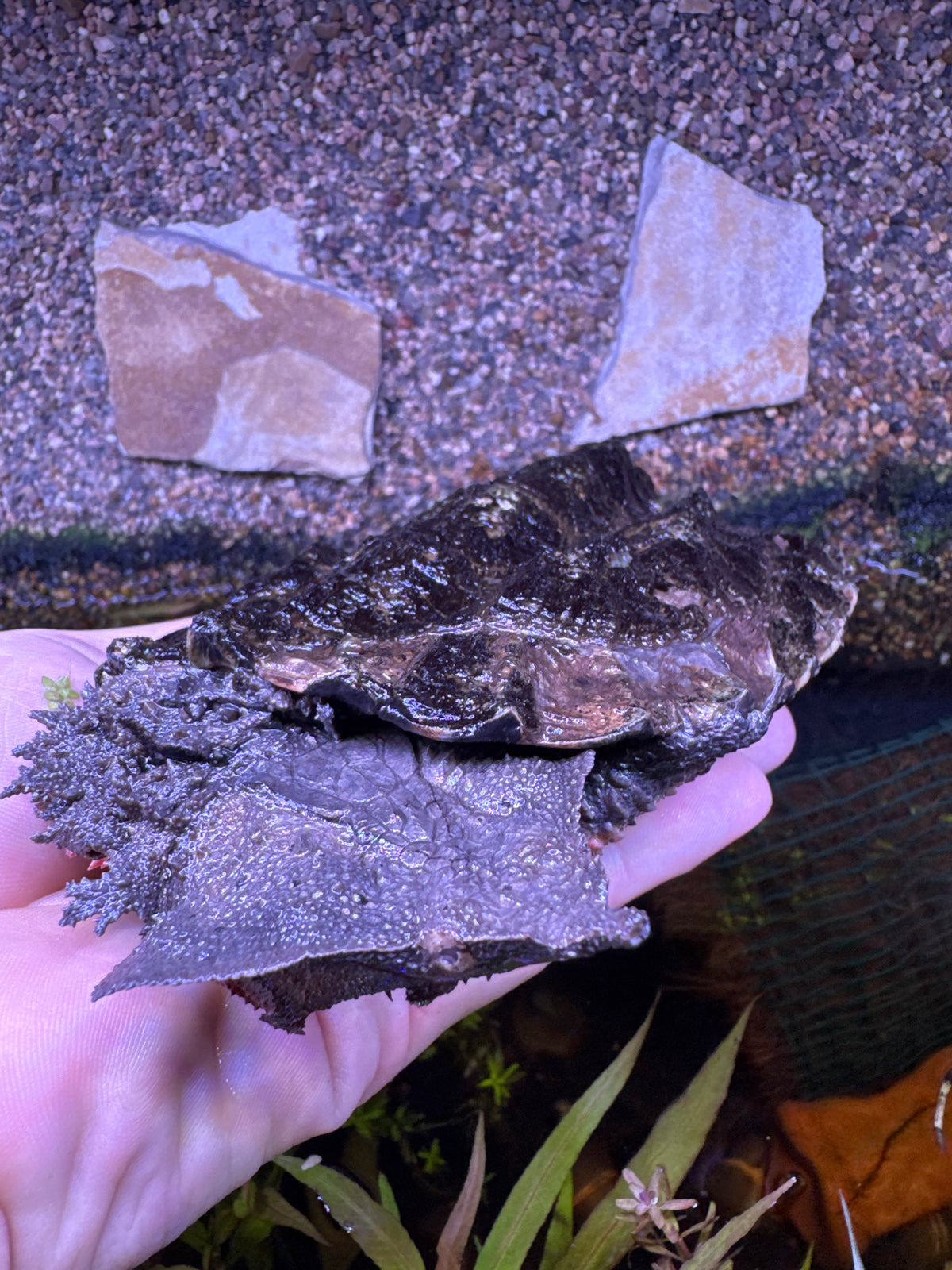 Mata Mata Turtle (Chelus sp.)