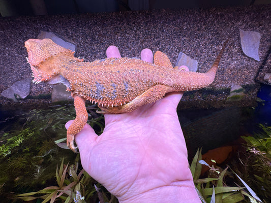 Red Bearded Dragon