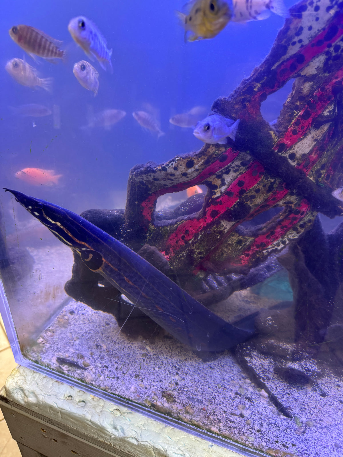 XL Fire Eel – Mastacembelus erythrotaenia