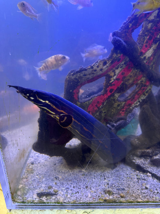 XL Fire Eel – Mastacembelus erythrotaenia
