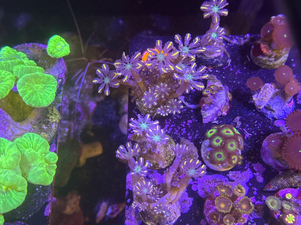 Firework Clove Polyp Frags