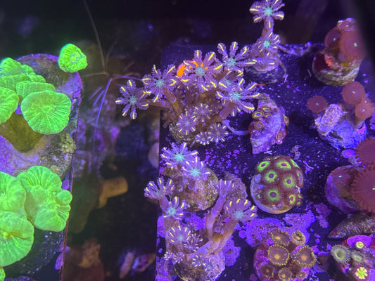 Firework Clove Polyp Frags