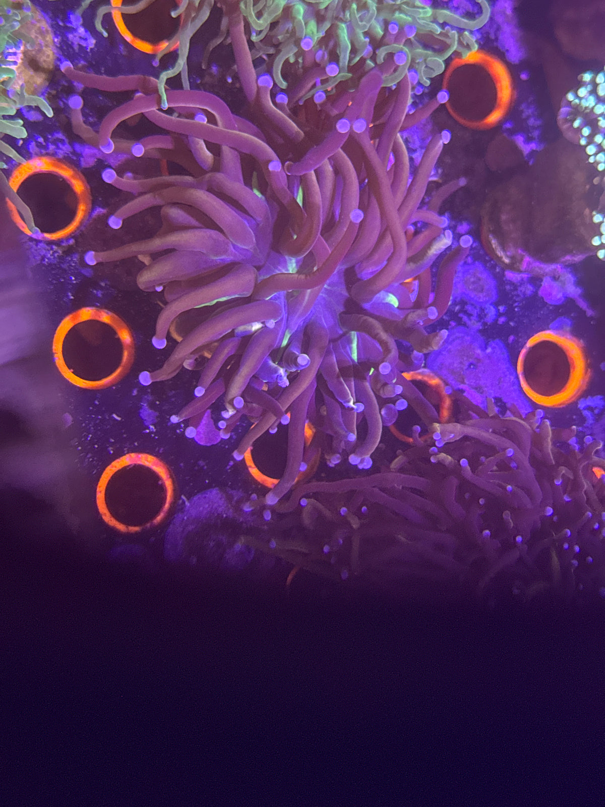 Tiger knicks torch coral
