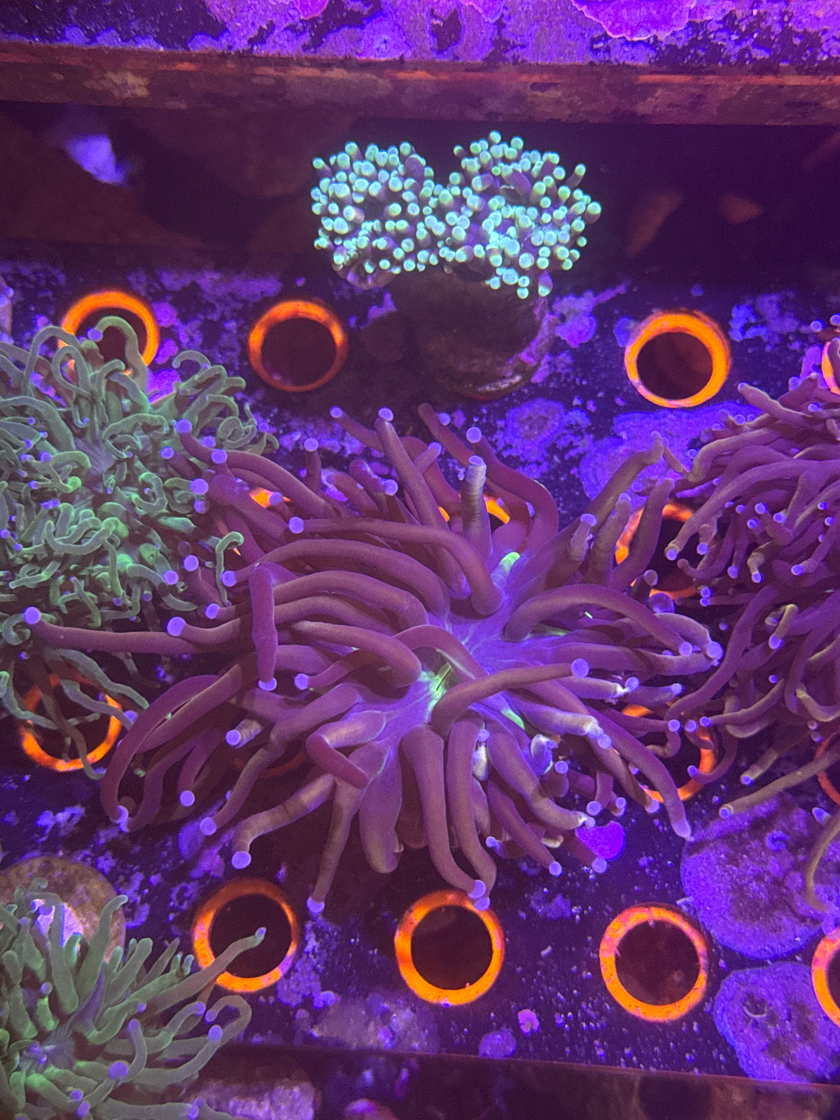 Tiger knicks torch coral