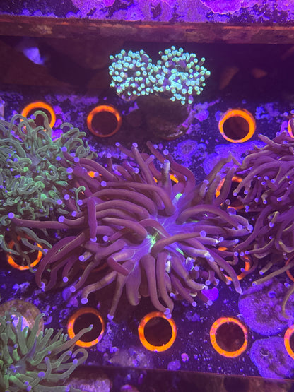 Tiger knicks torch coral