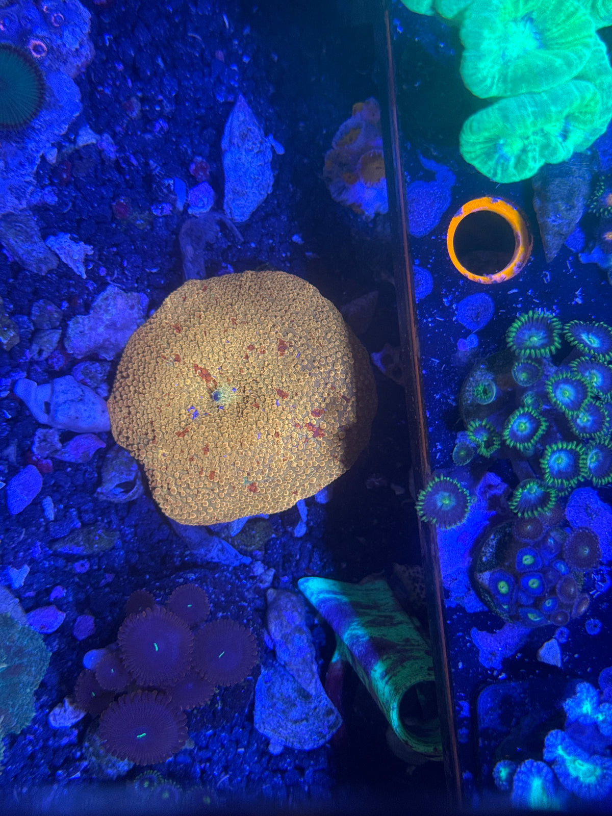 Jawbreaker Mushroom