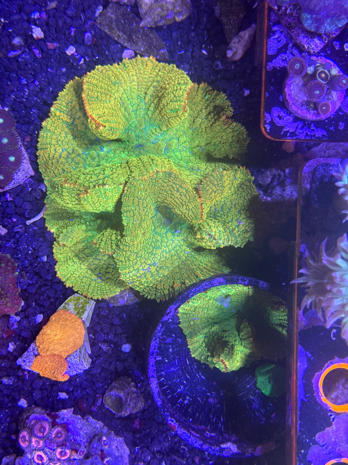 Tequila Sunrise Colony
