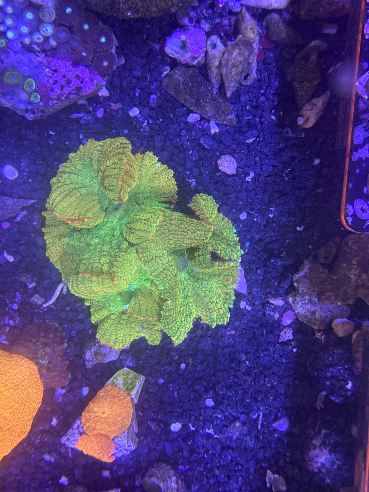 Tequila Sunrise Colony