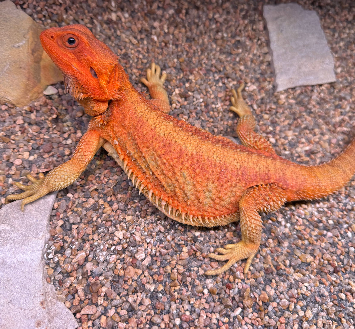 Female translucent hypo red bearded dragon