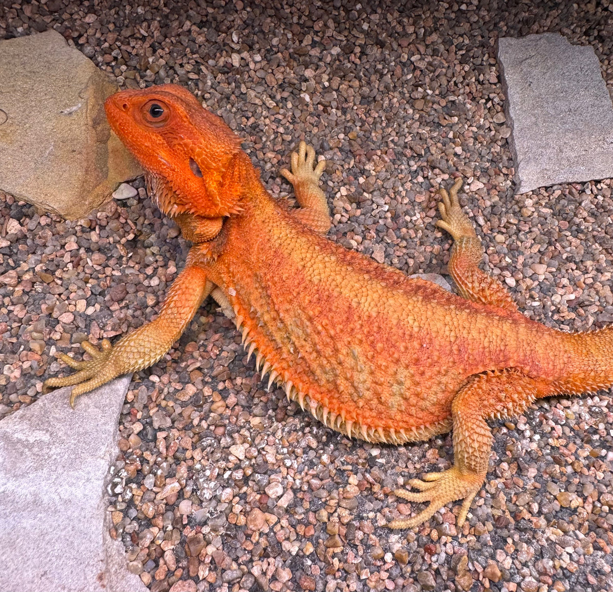 Female translucent hypo red bearded dragon