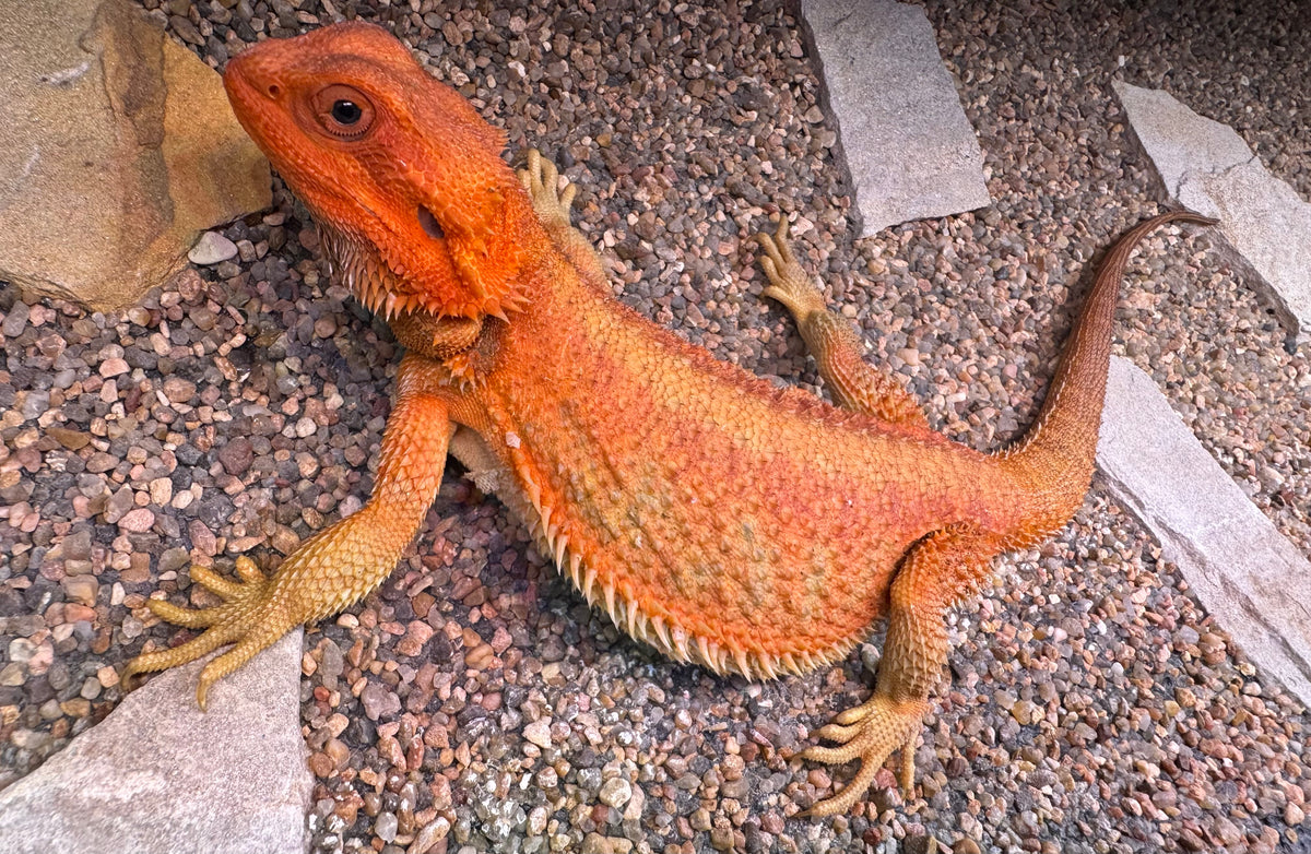 Female translucent hypo red bearded dragon