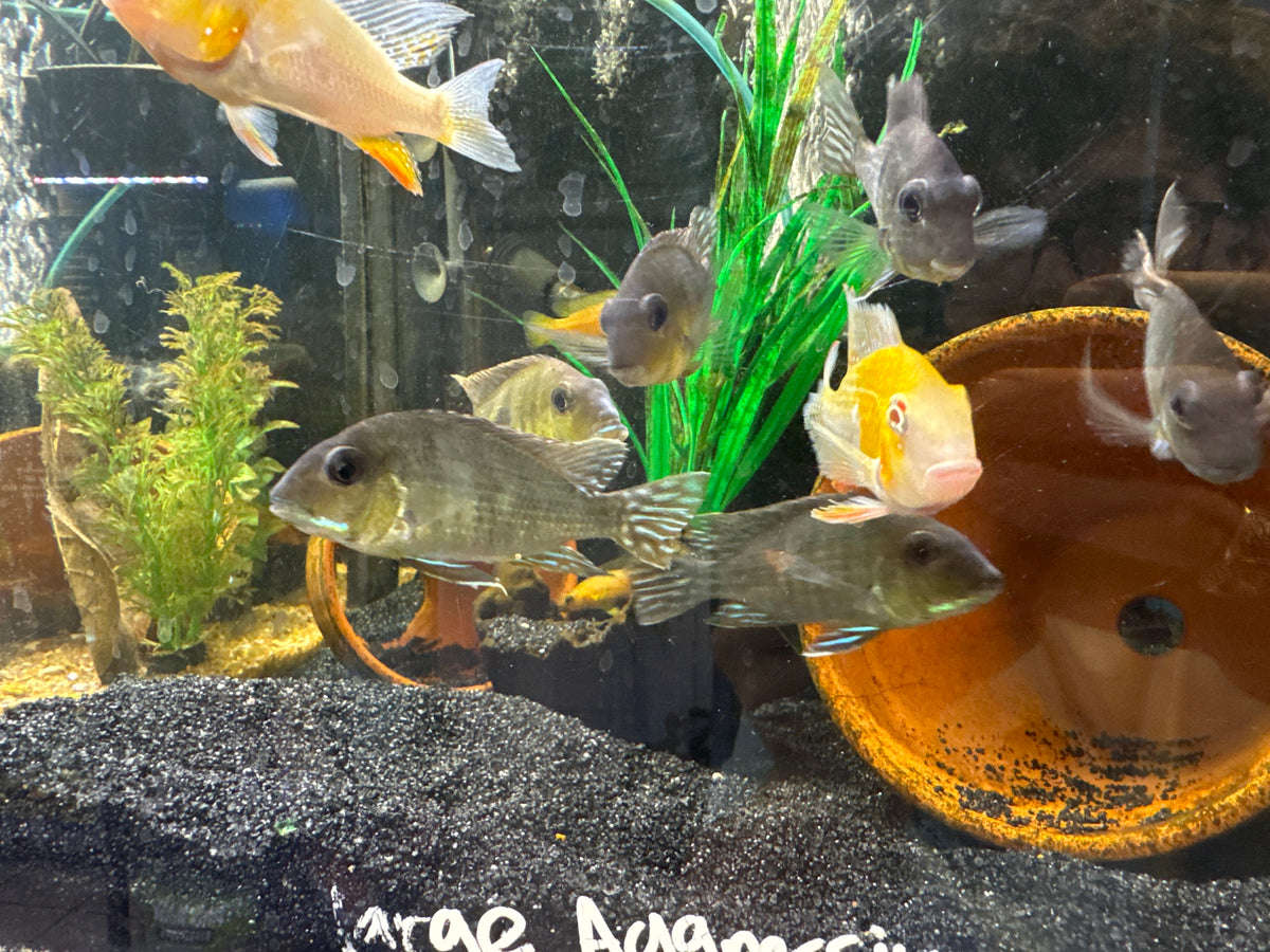 Red Head Geophagus