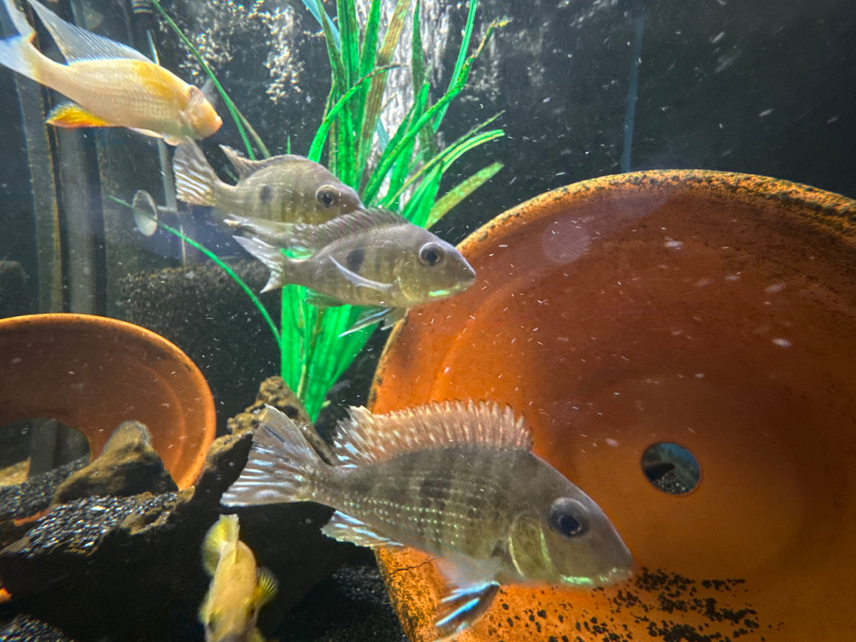 Red Head Geophagus