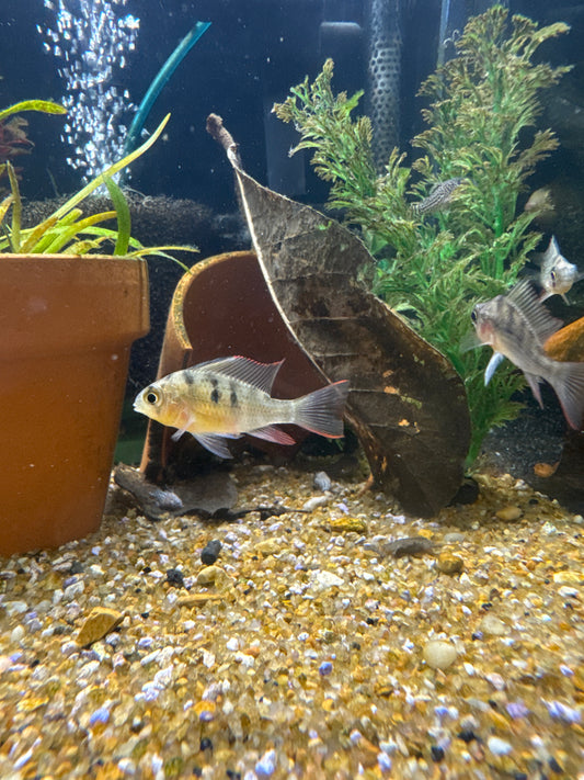 Bolivian Ram