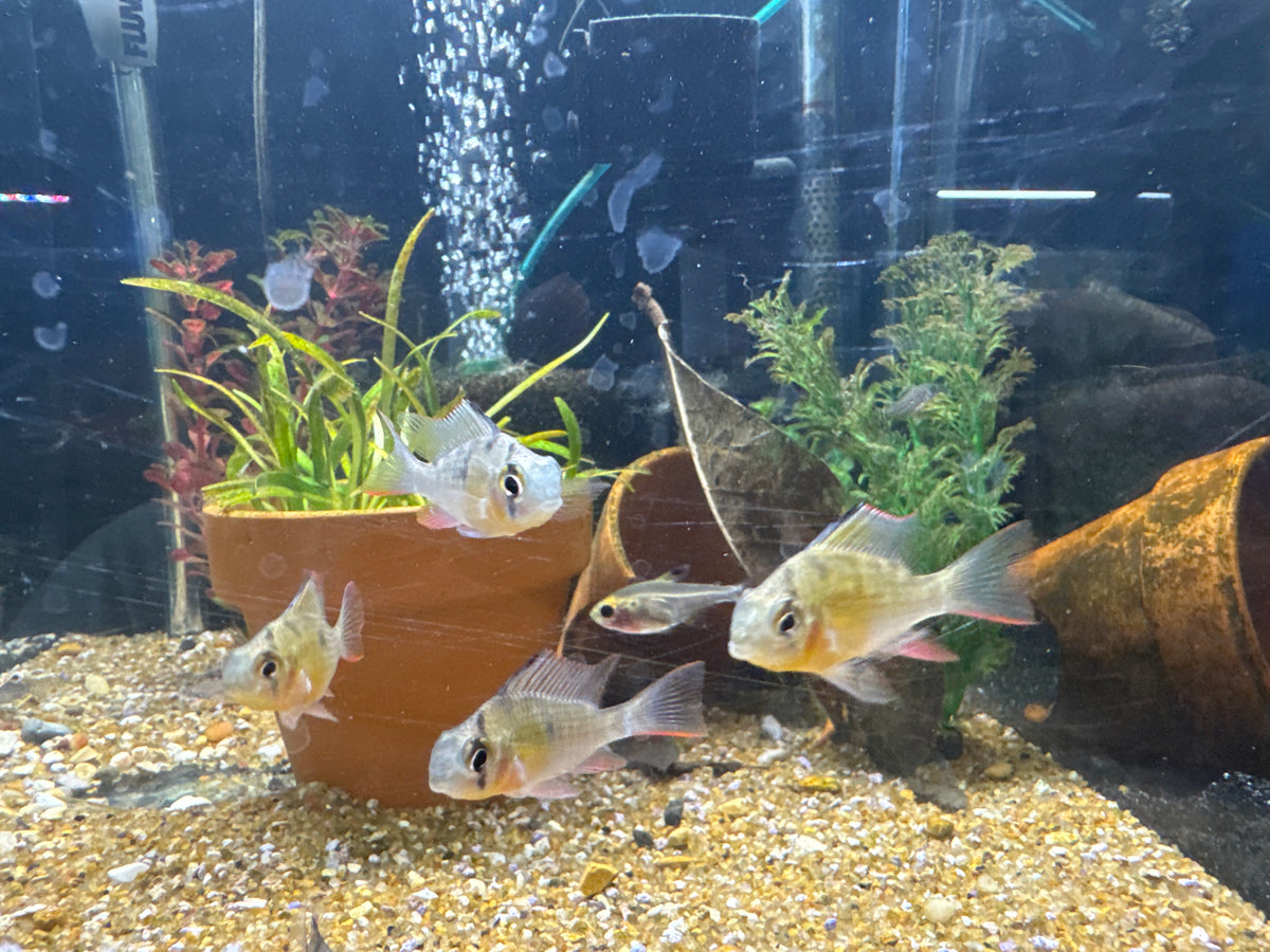 Bolivian Ram