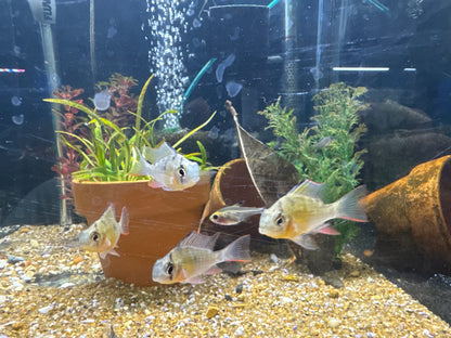 Bolivian Ram
