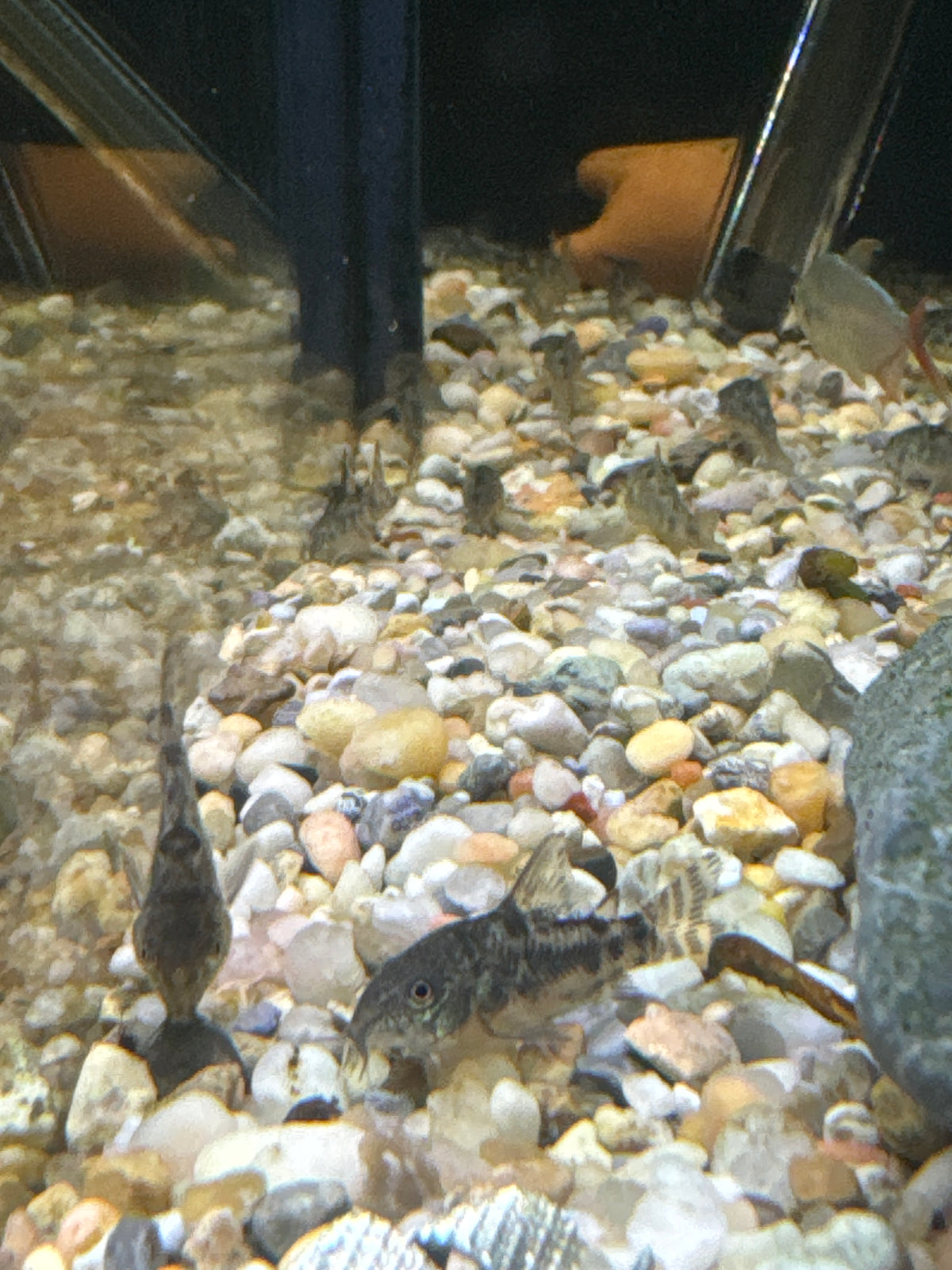 Salt & Pepper Cory