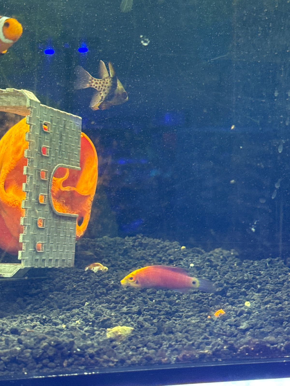 Five bar mystery wrasse