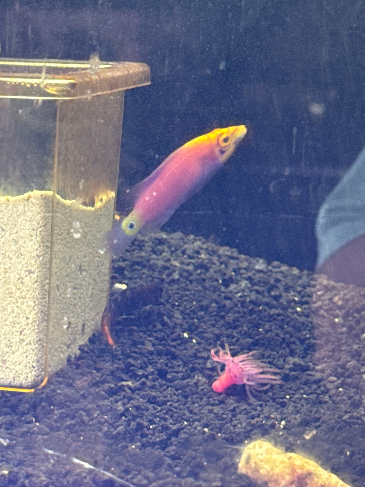 Five bar mystery wrasse