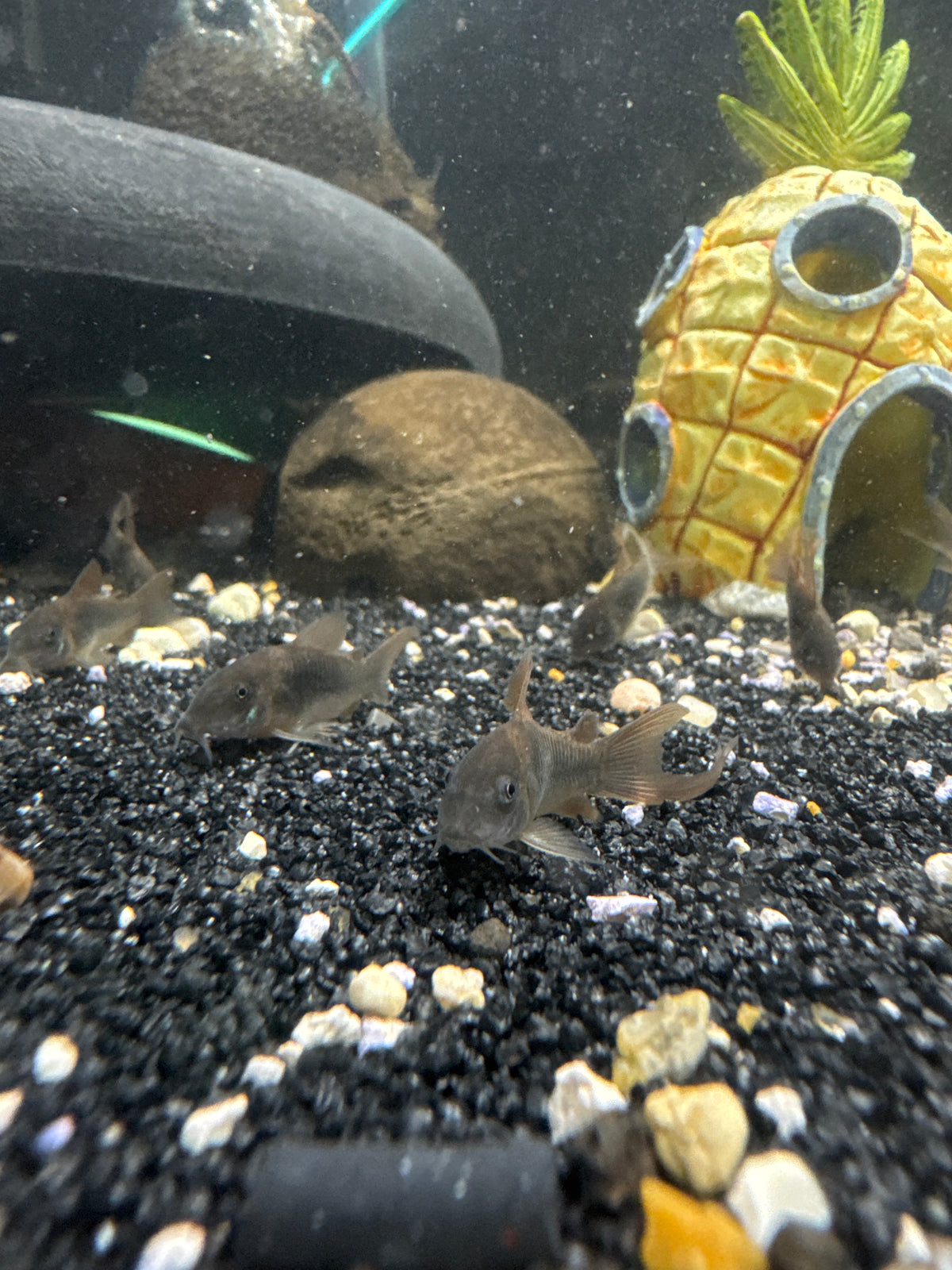 Longfin Bronze Cory