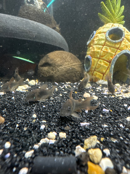 Longfin Bronze Cory