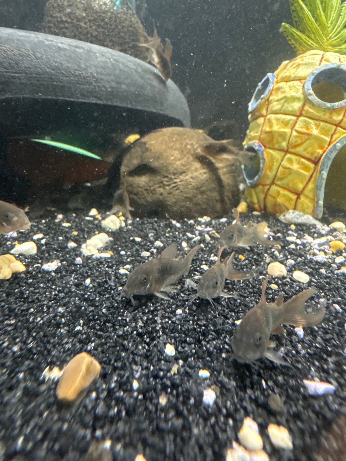Longfin Bronze Cory