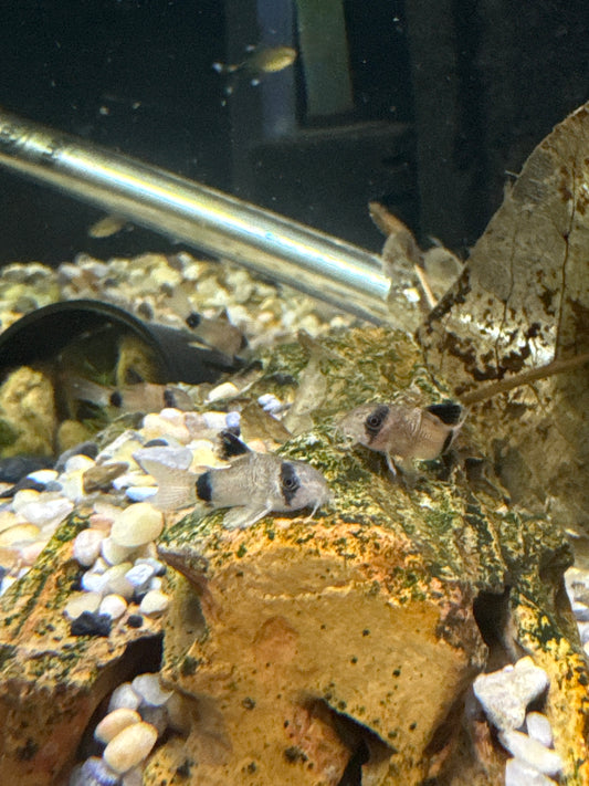 Panda Cory