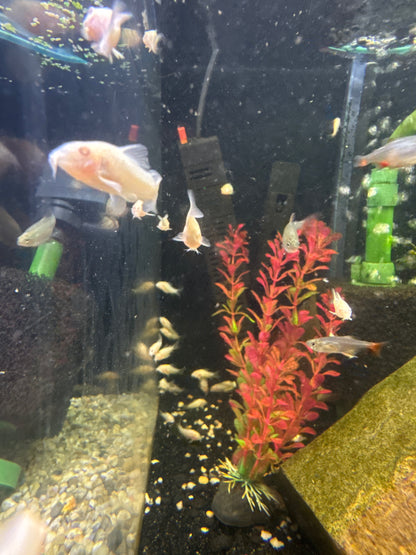 Albino Cory