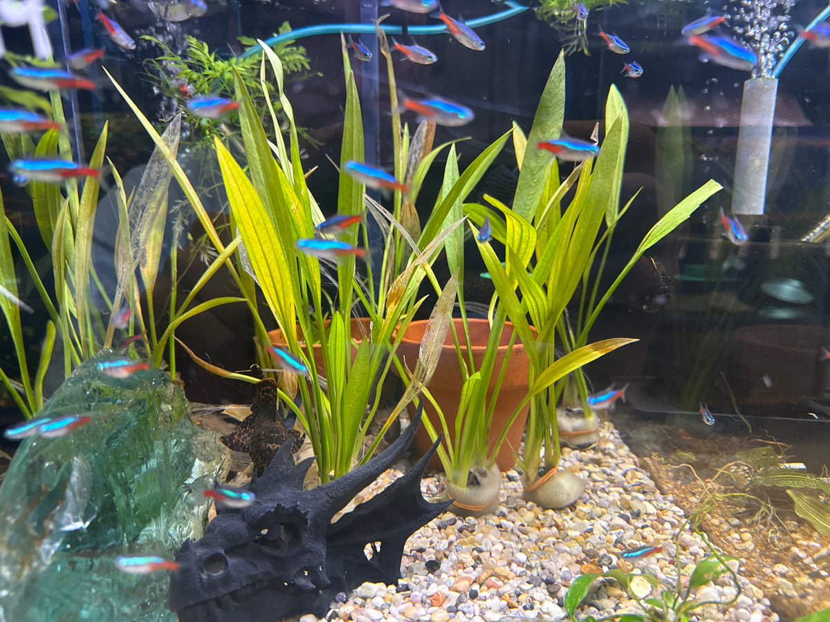 Neon Tetra