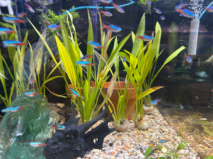 Neon Tetra