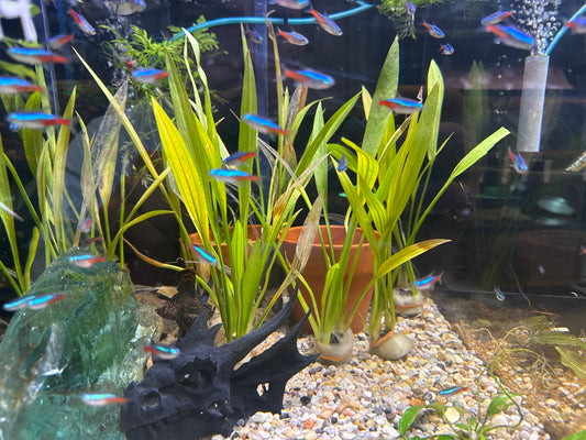 Neon Tetra