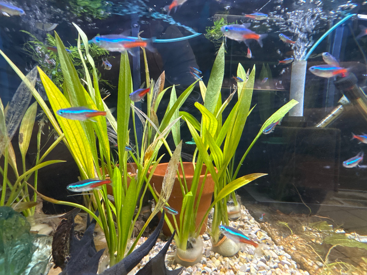 Neon Tetra